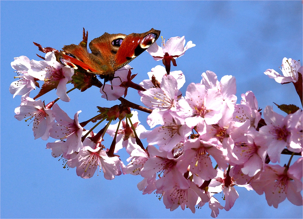 Frühlingsfarben