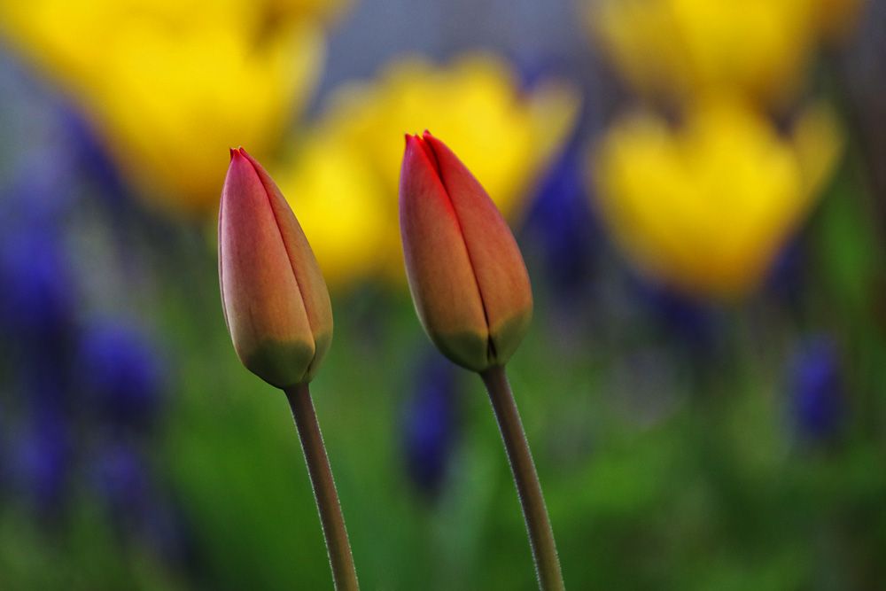 Frühlingsfarben