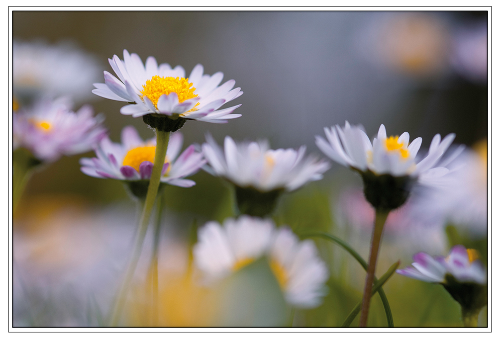 Frühlingsfarben