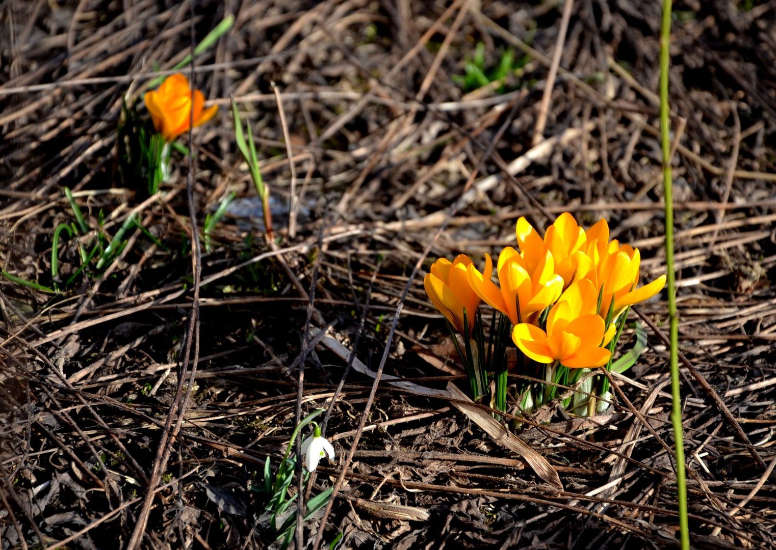 Frühlingsfarben brechen durch...