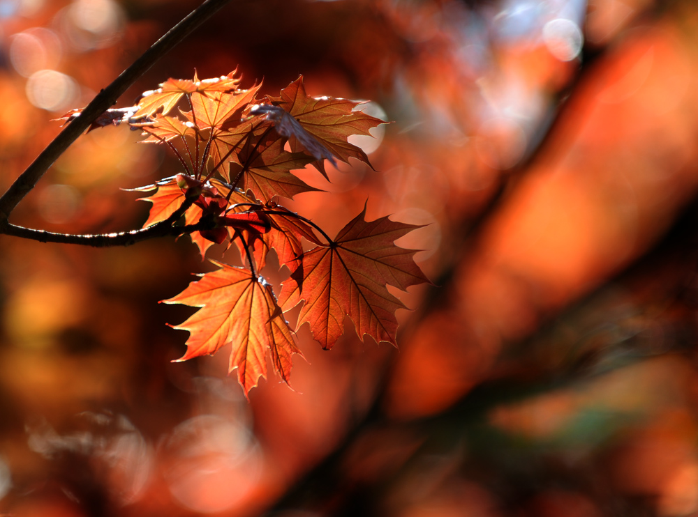 Frühlingsfarben