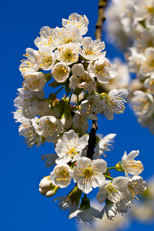 Frühlingsfarben