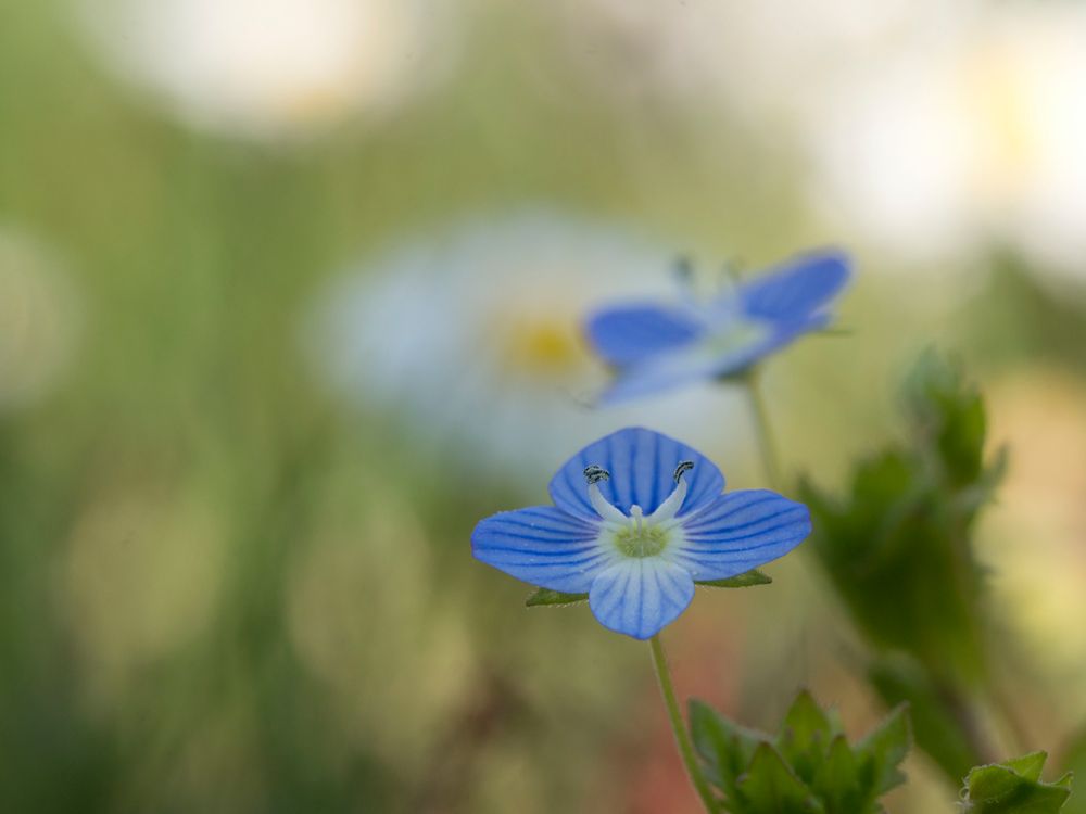 Frühlingsfarben