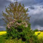 Frühlingsfarben im April