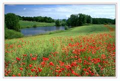 Frühlingsfarben im Barnim/Brandenburg