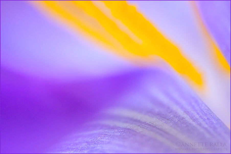 Frühlingsfarben im Beet