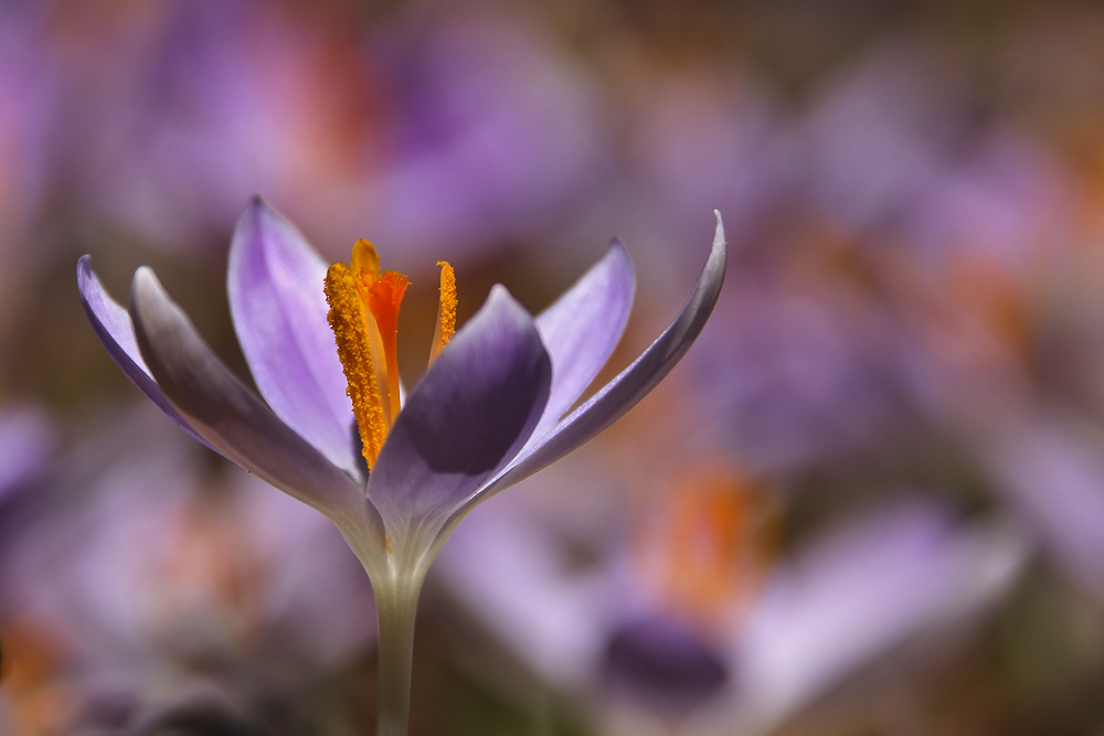 Frühlingsfarben im Februar