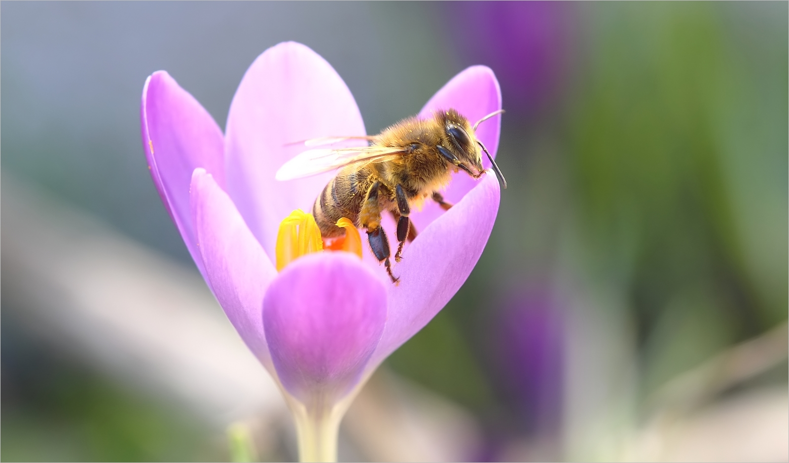 Frühlingsfarben im Februar