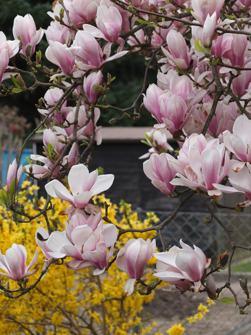 Frühlingsfarben im Garten