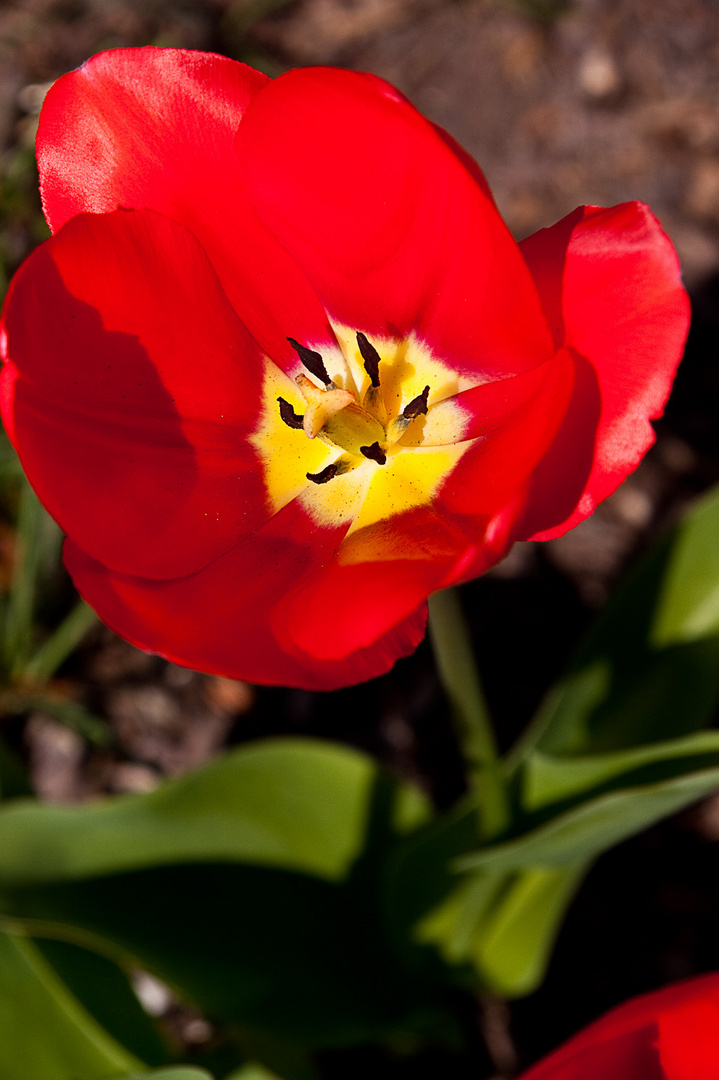 Frühlingsfarben im Garten