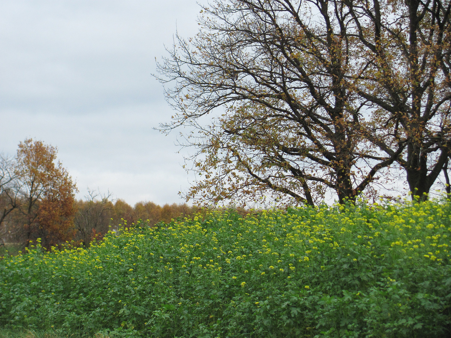 Frühlingsfarben im Herbst