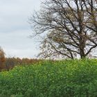 Frühlingsfarben im Herbst