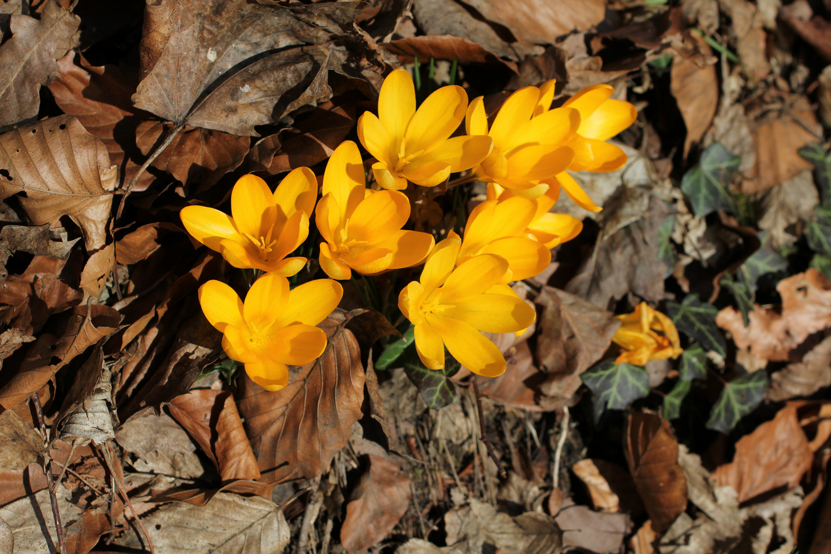 frühlingsfarben im herbstlaub