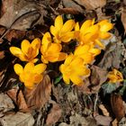 frühlingsfarben im herbstlaub