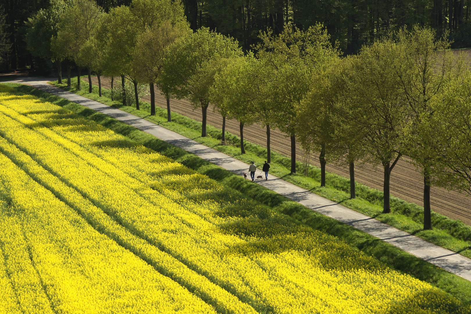 Frühlingsfarben im Münsterland