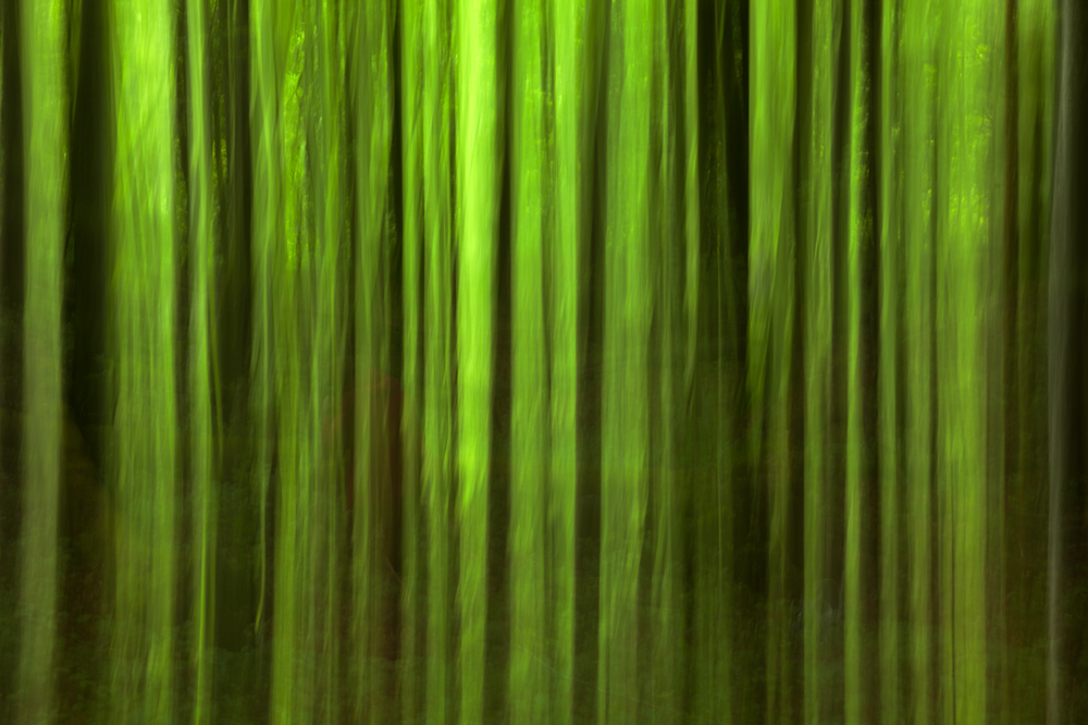 Frühlingsfarben im Wald