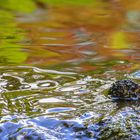 Frühlingsfarben im Wasser gespiegelt