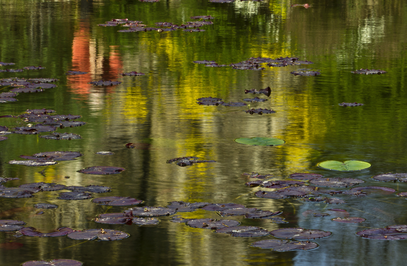 Frühlingsfarben im Weiher