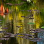 Frühlingsfarben im Weiher