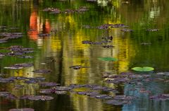 Frühlingsfarben im Weiher