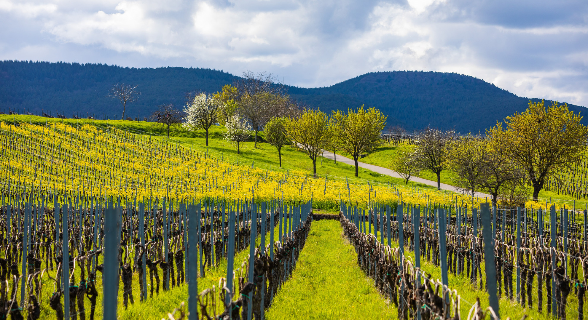 Frühlingsfarben in den Weinbergen