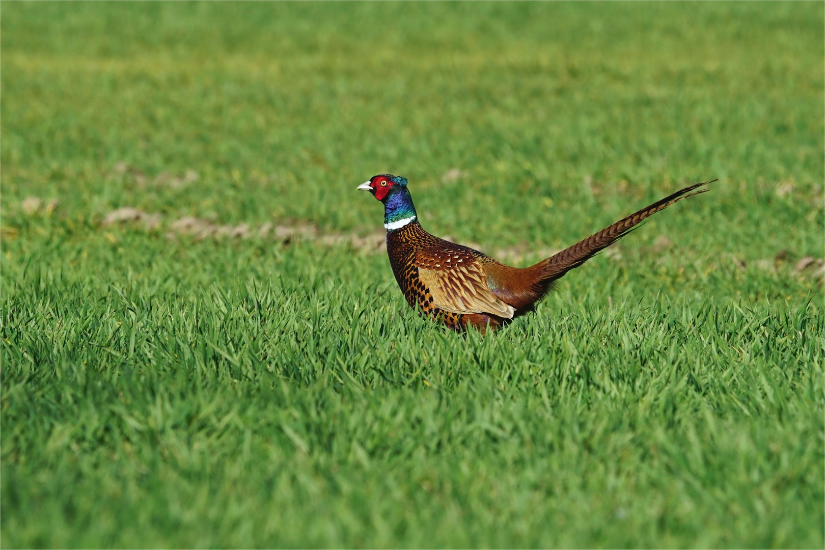 Frühlingsfarben! Jagdfasan, Männchen, (Phasianus colchicus)