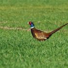 Frühlingsfarben! Jagdfasan, Männchen, (Phasianus colchicus)