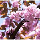 Frühlingsfarben: Japanische Kirsche