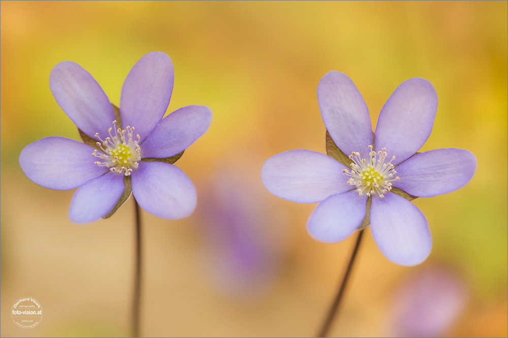 Frühlingsfarben Leberblümchen