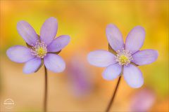 Frühlingsfarben Leberblümchen