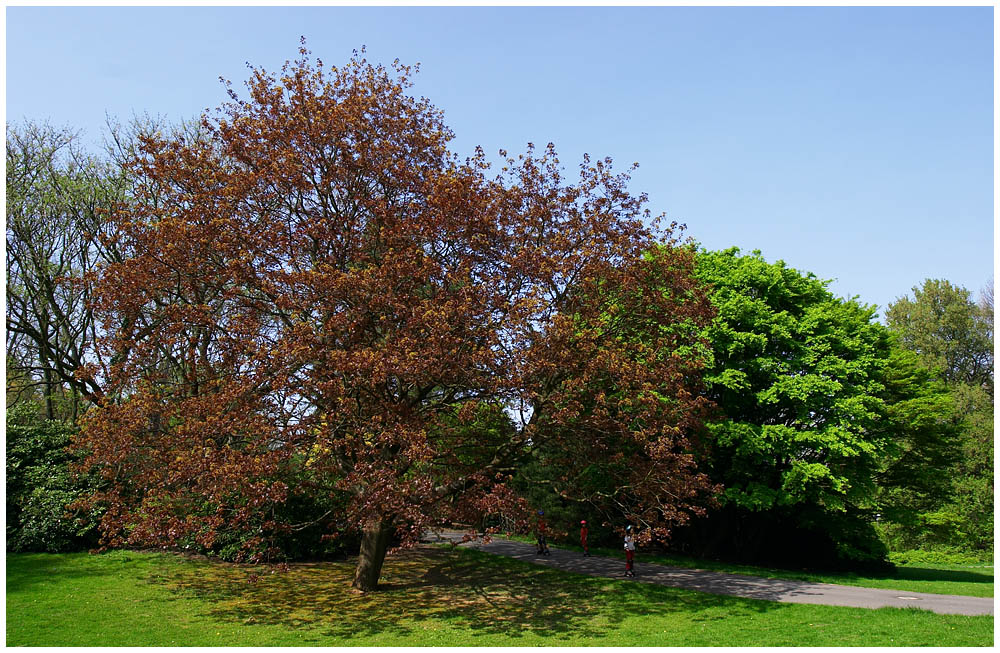 Frühlingsfarben: Trees