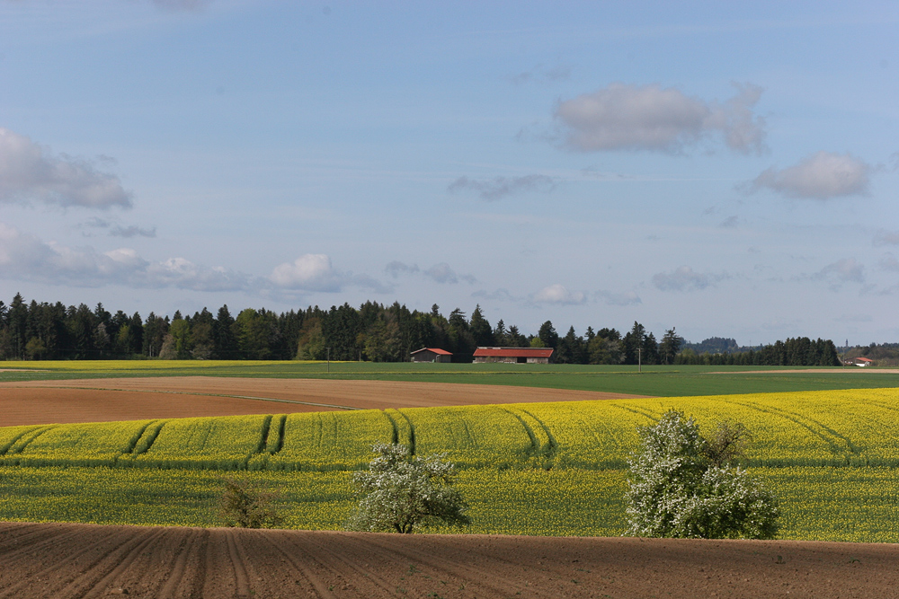 " Frühlingsfarben überziehen das Land (2) "