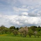 " Frühlingsfarben überziehen das Land "