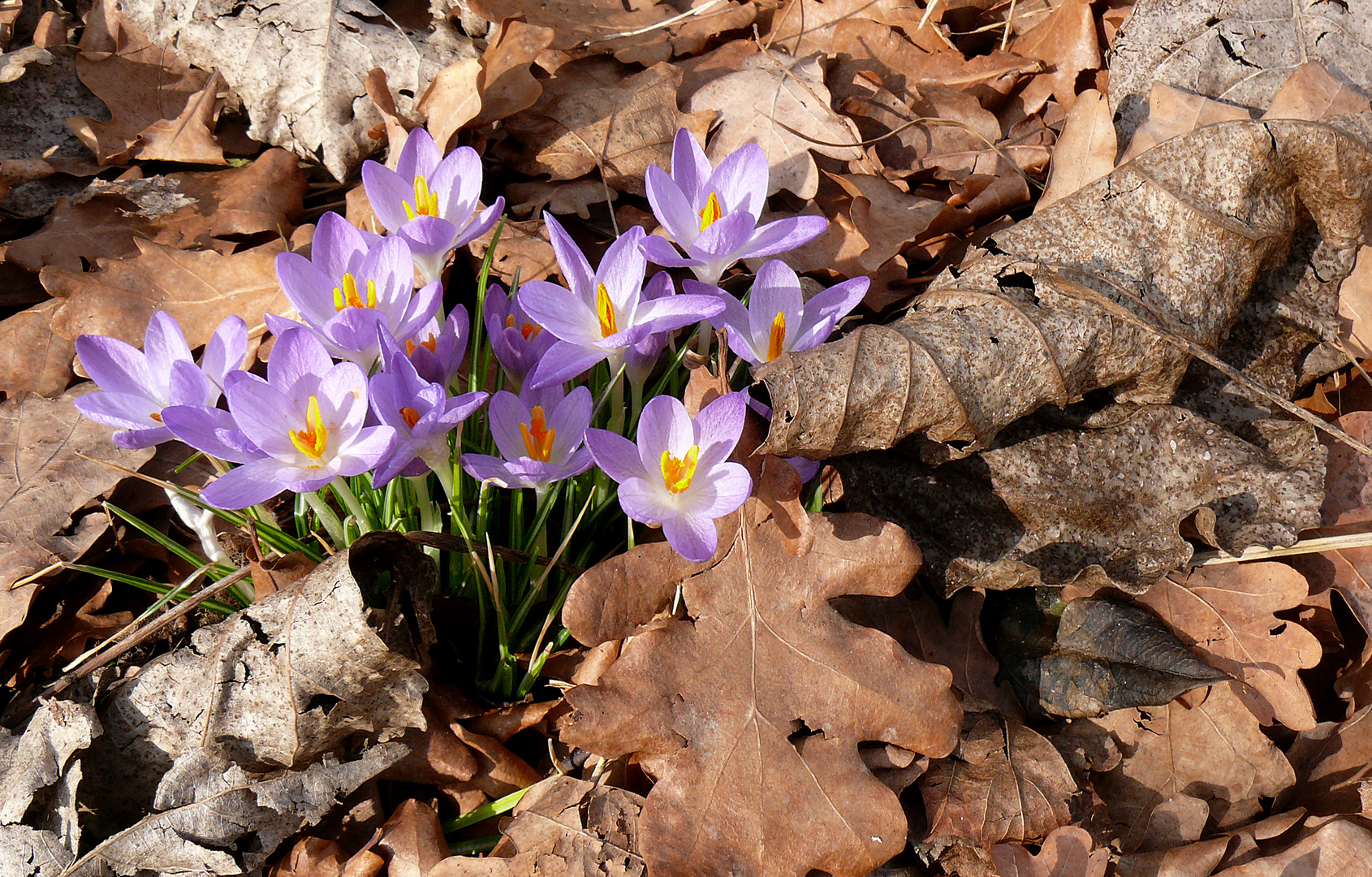 Frühlingsfarbtupfer