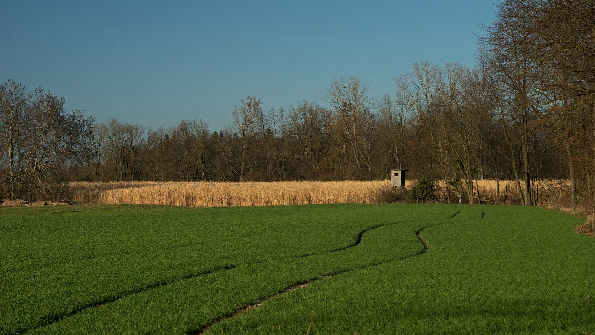 Frühlingsfeld