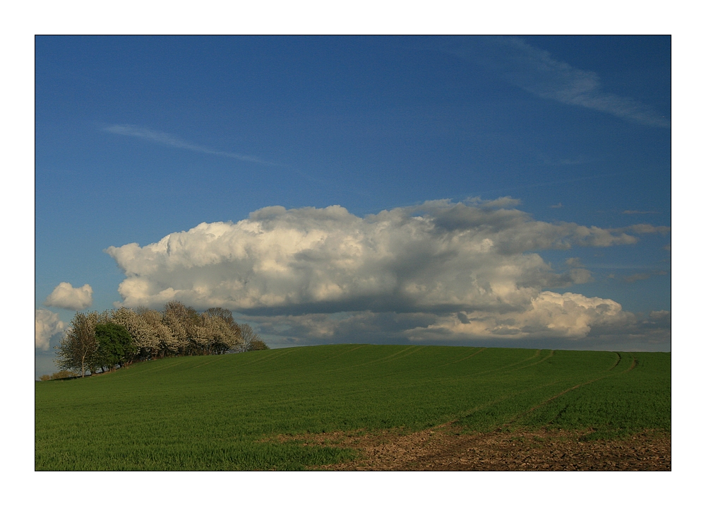 Frühlingsfeld