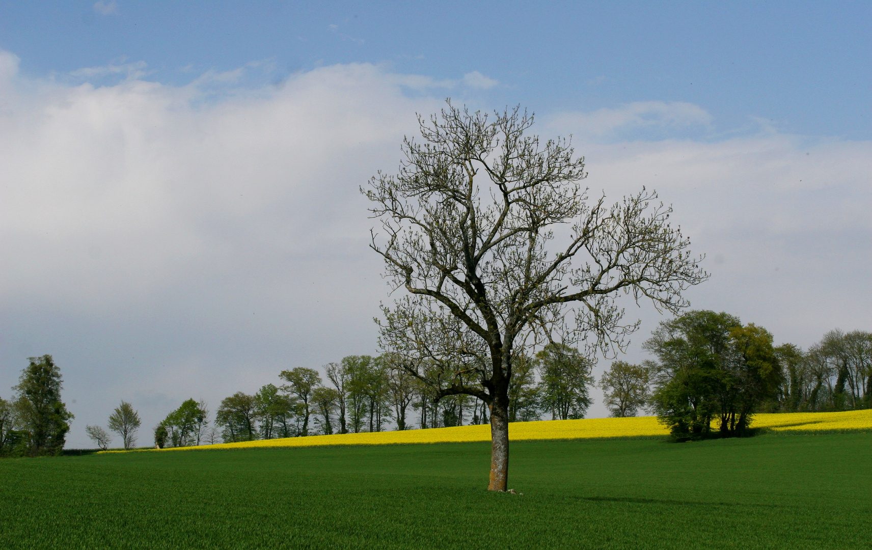 Frühlingsfelder