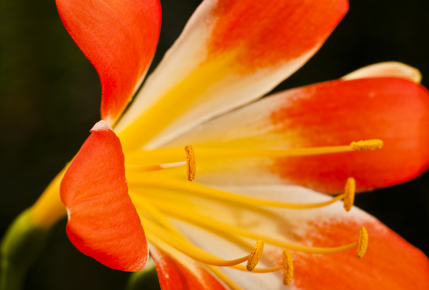 Frühlingsfeuer - Blüte der Clivia