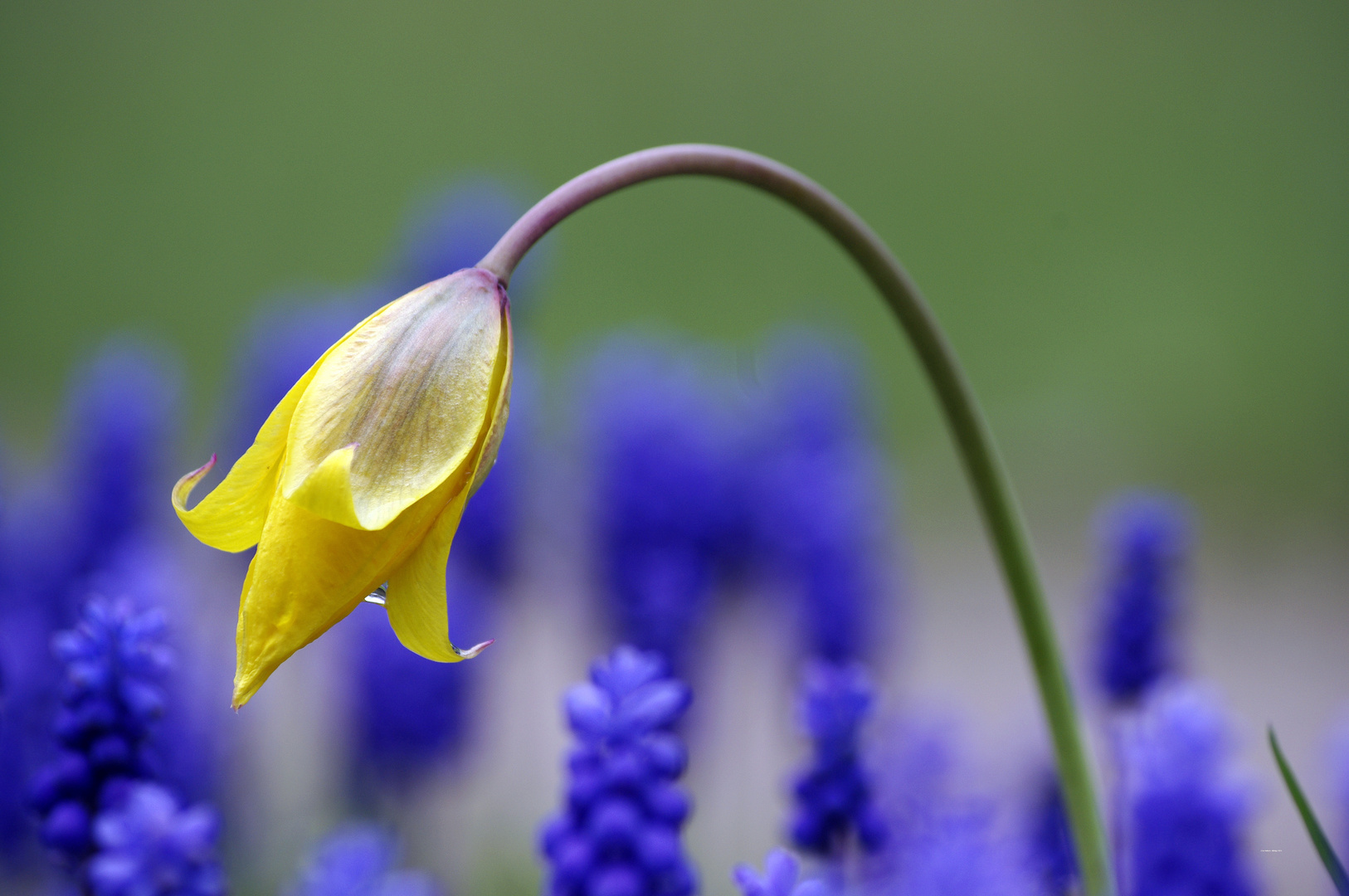 Frühlingsflirt blau-gelb