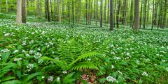 Frühlingsflocken