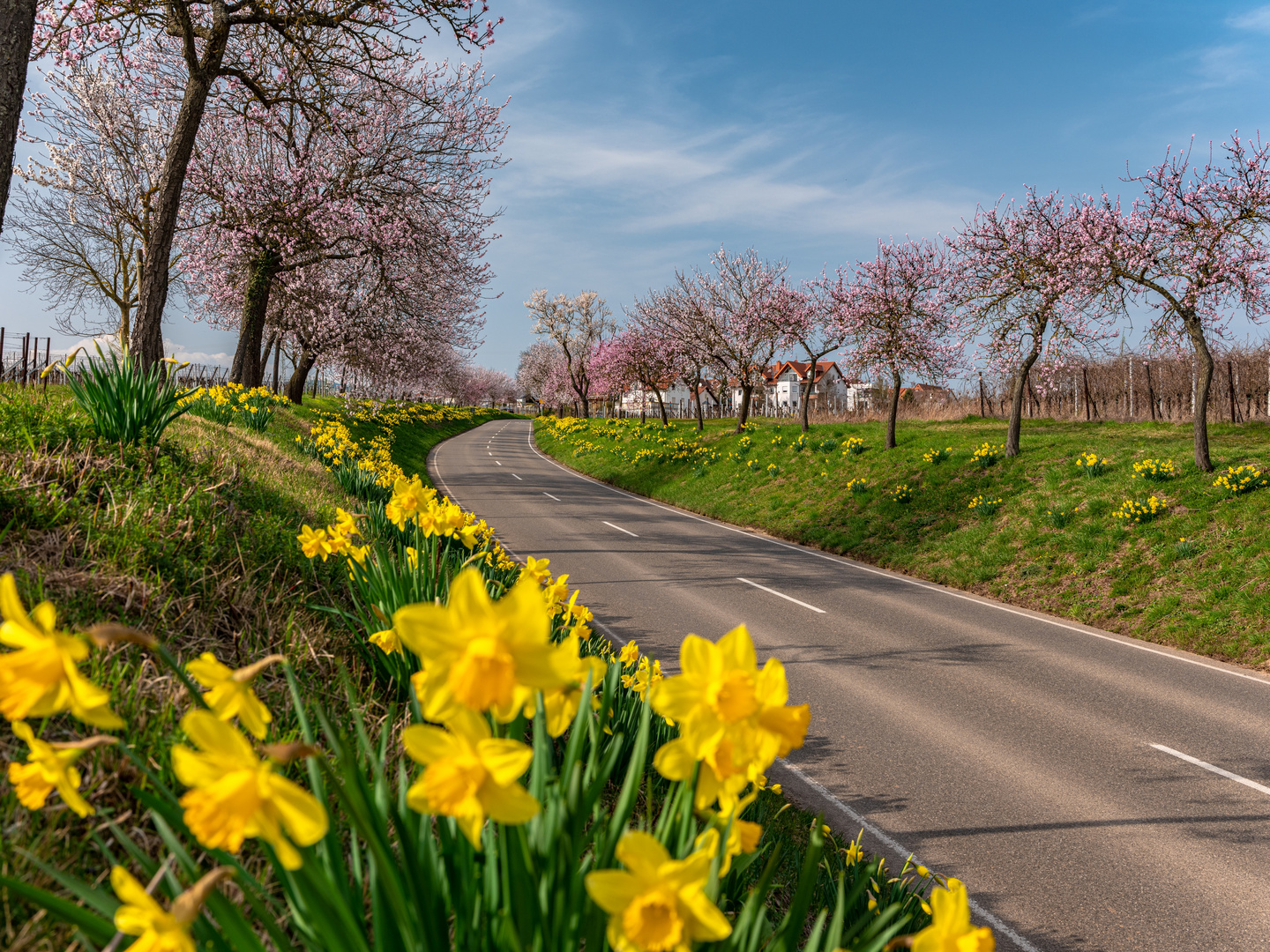 Frühlingsflora