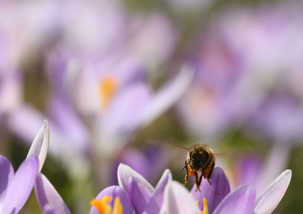 Frühlingsflug