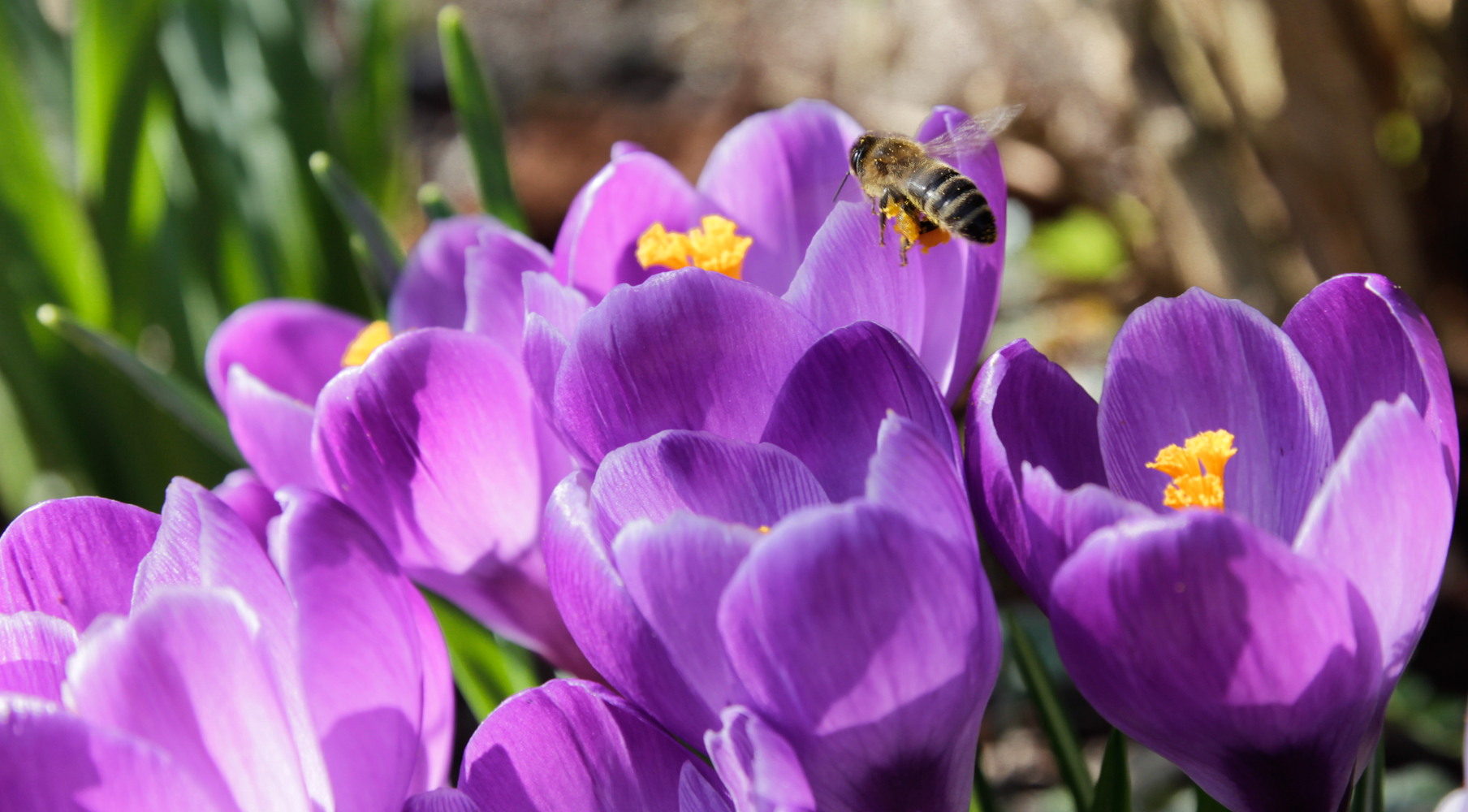 Frühlingsflug