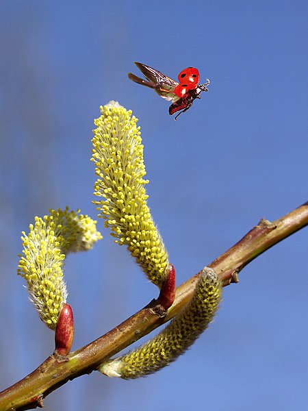 Frühlingsflug