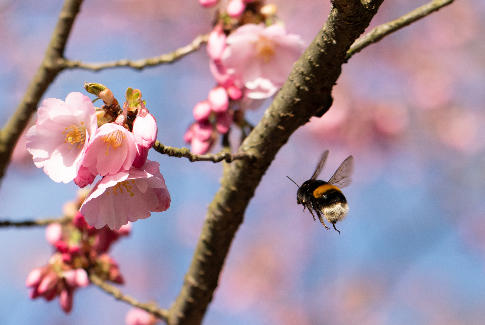 Frühlingsflug