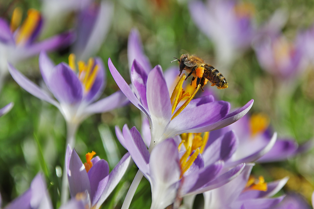 Frühlingsflug der Biene im Februar
