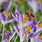 Frühlingsflug der Biene im Februar