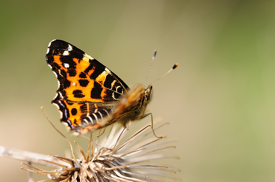 Frühlingsform des Landkärtchens (Araschnia levana)