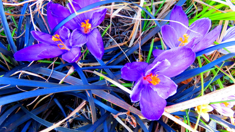 Frühlingsfoto bald ist es soweit