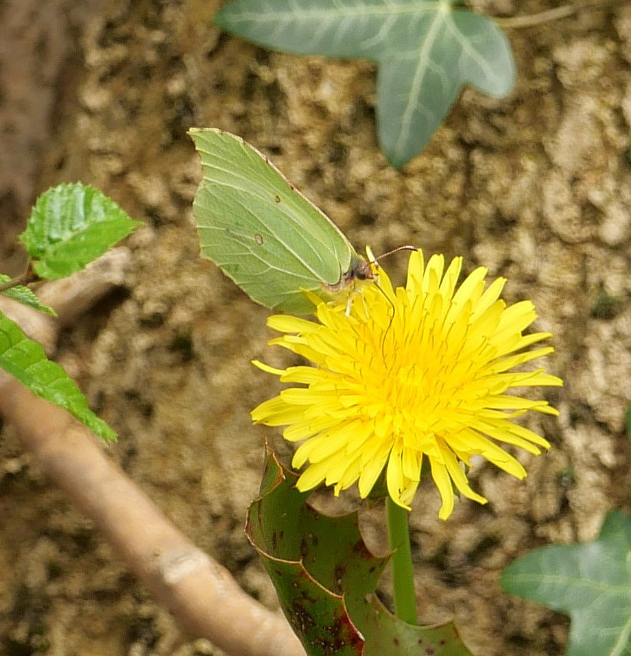 Frühlingsfreude 5